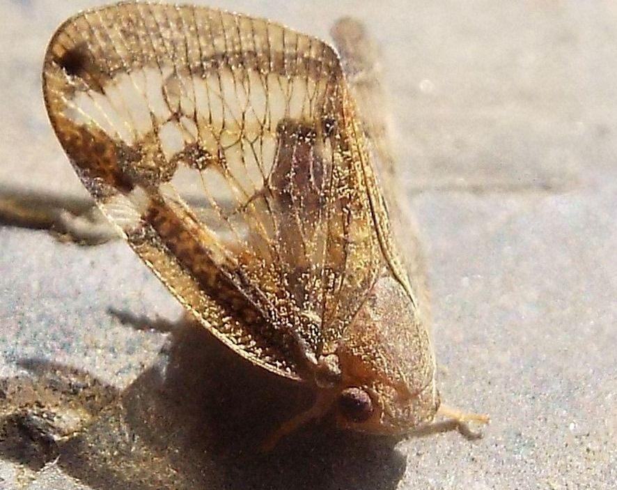 Cicadidae (?) australiane